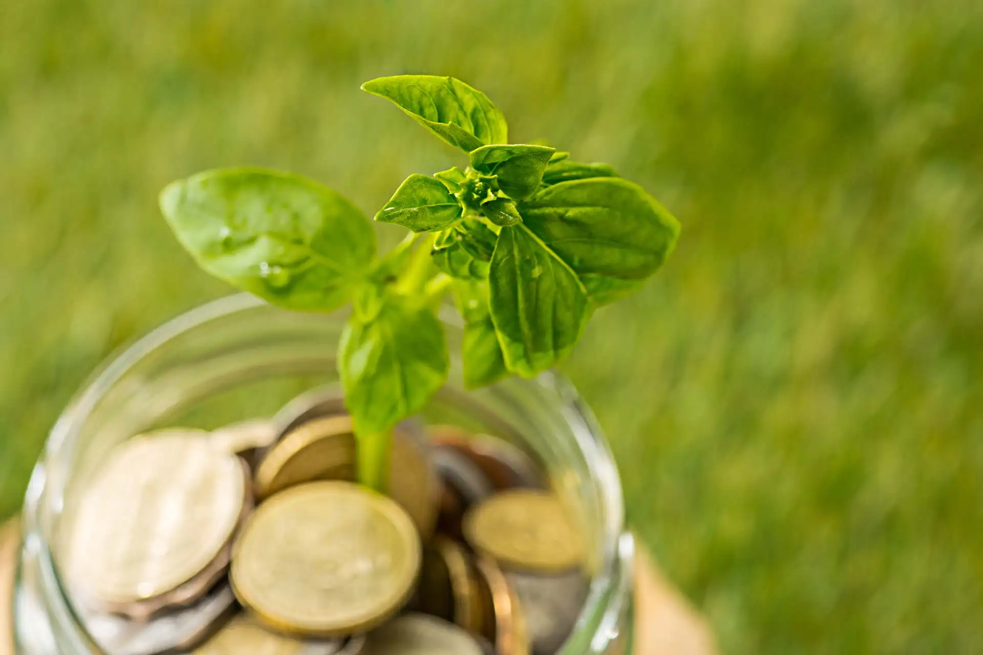 Sustainable Tax Practices: How Green Initiatives Can Benefit Your Bottom Line